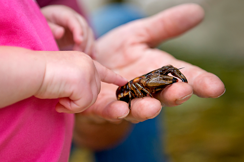 Cadence & Crawdad