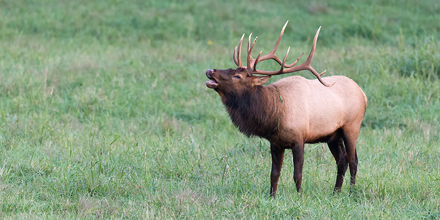 Ponca bull elk bugling