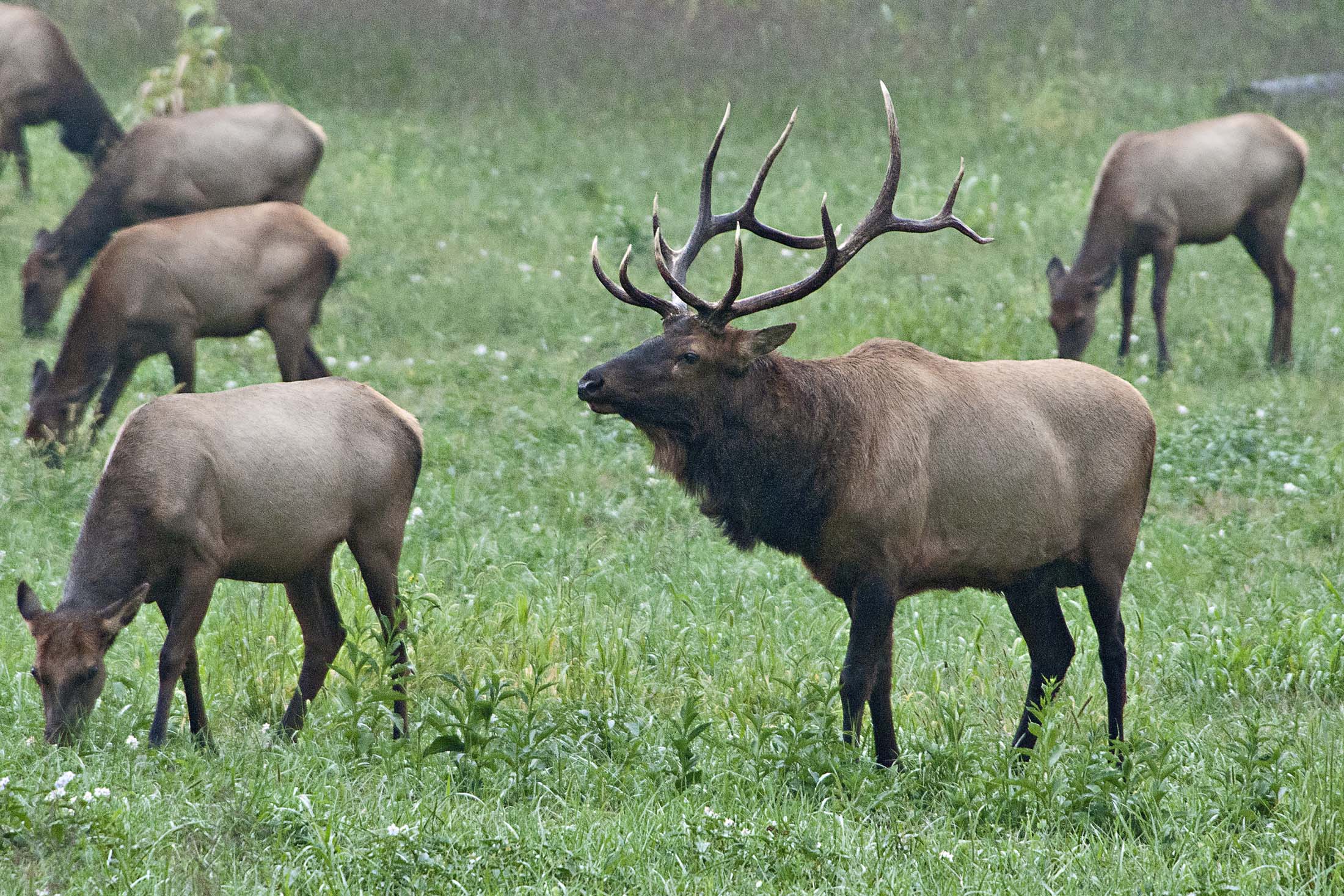 Bull elk and cows