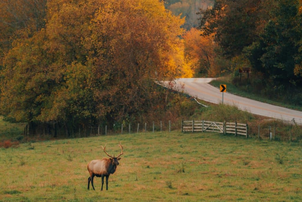 Bull elk in Boxley Valley during Fall.