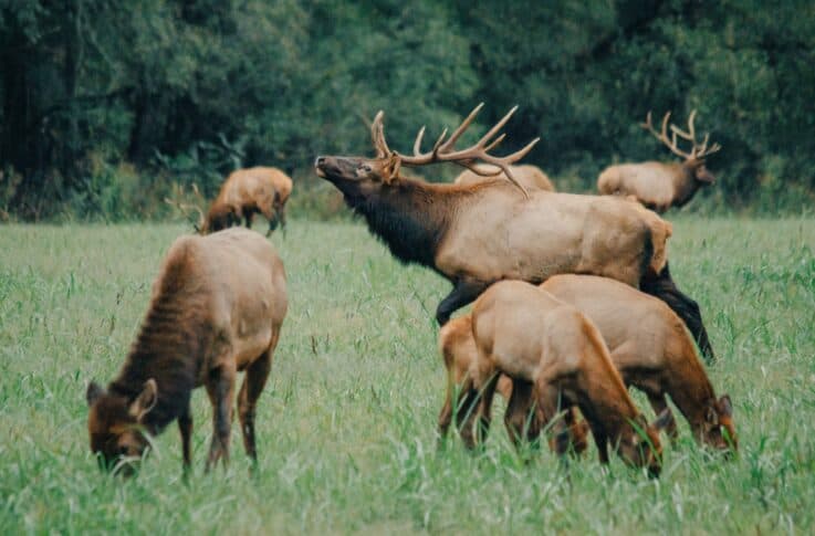 Elk grazing in a field
