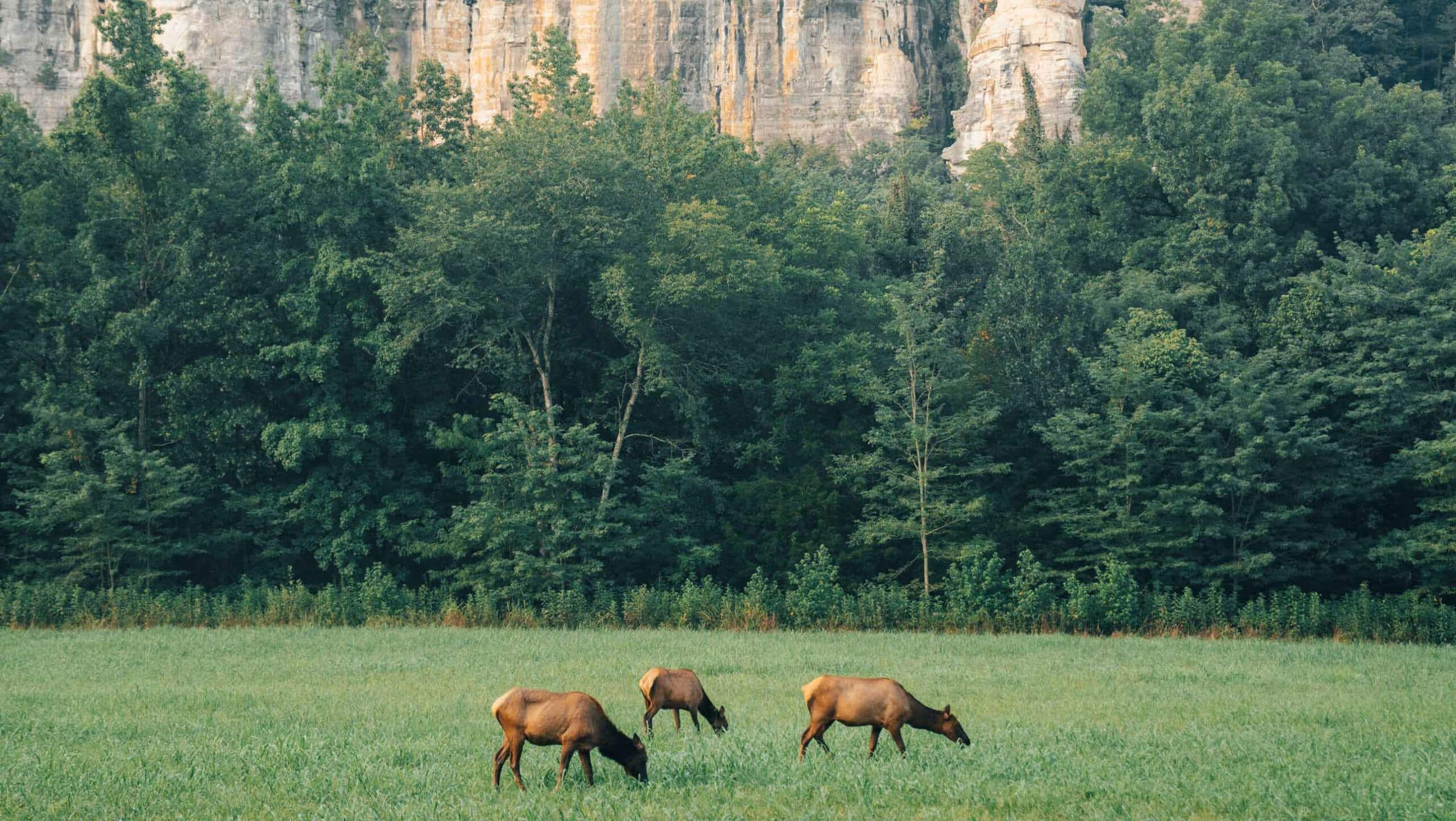 Elk grazing in a field