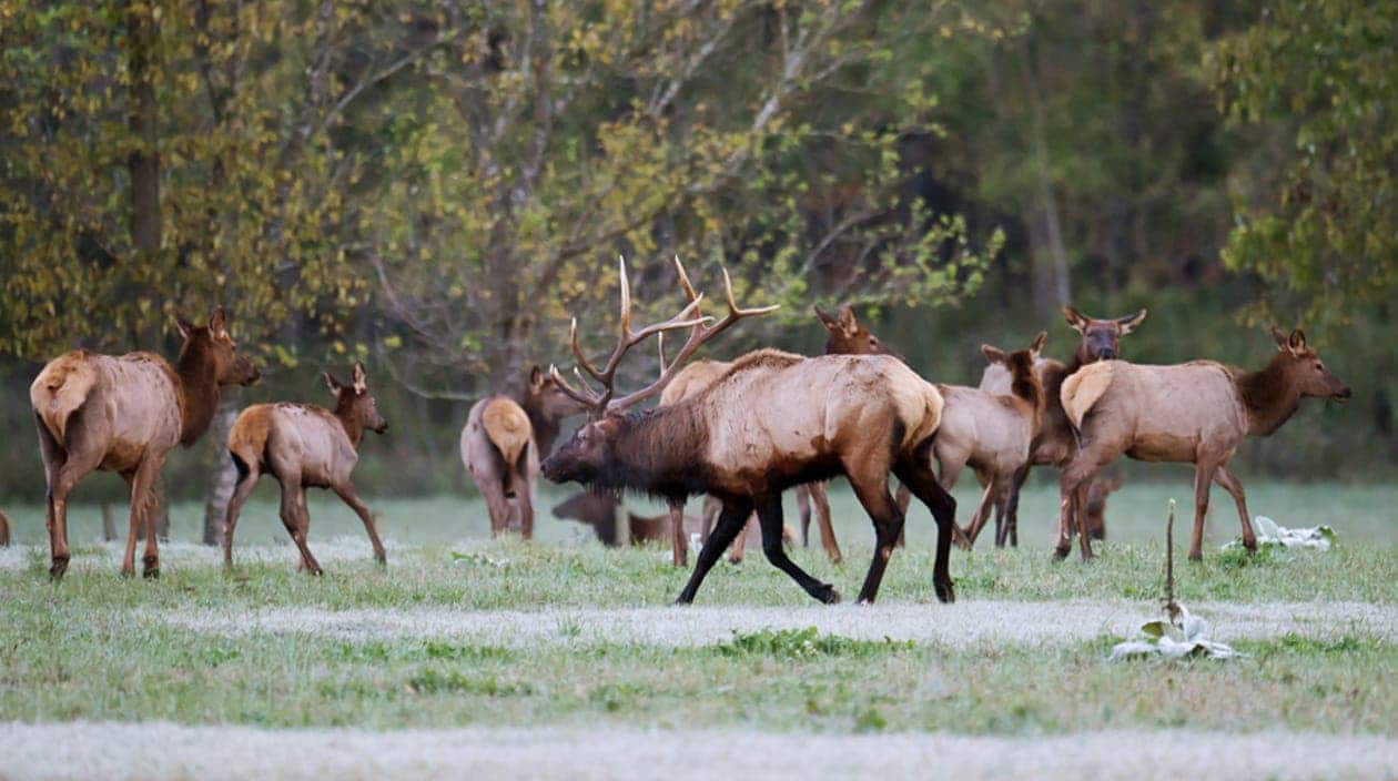 Elk grazing in a field