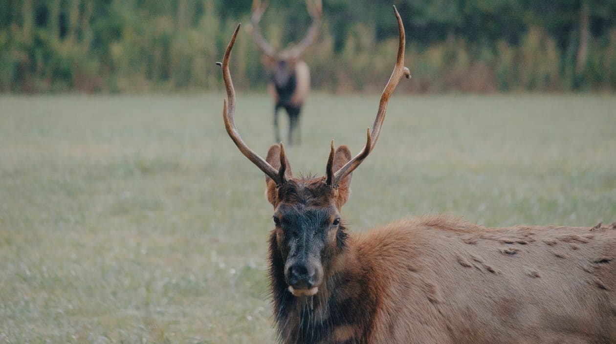 elk staring into camera