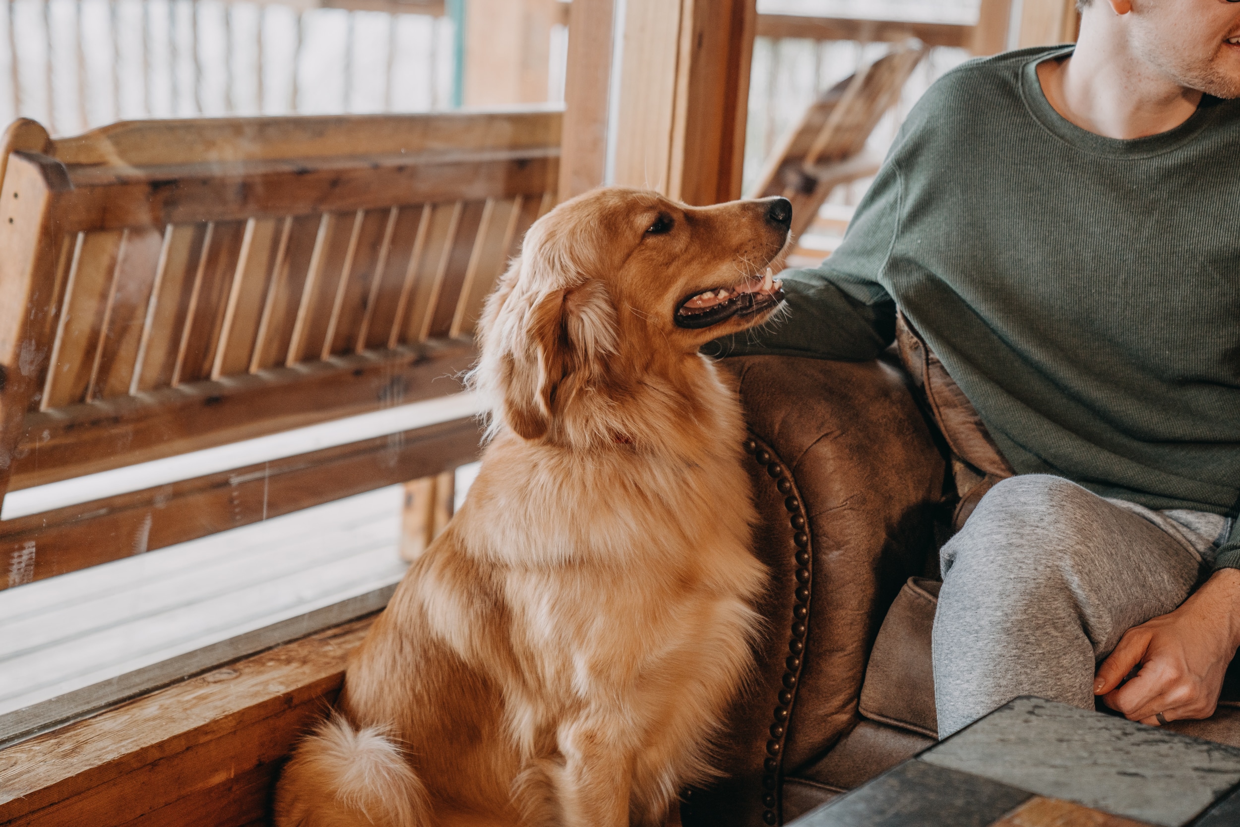 Golden retriever dog in a pet-friendly cabin