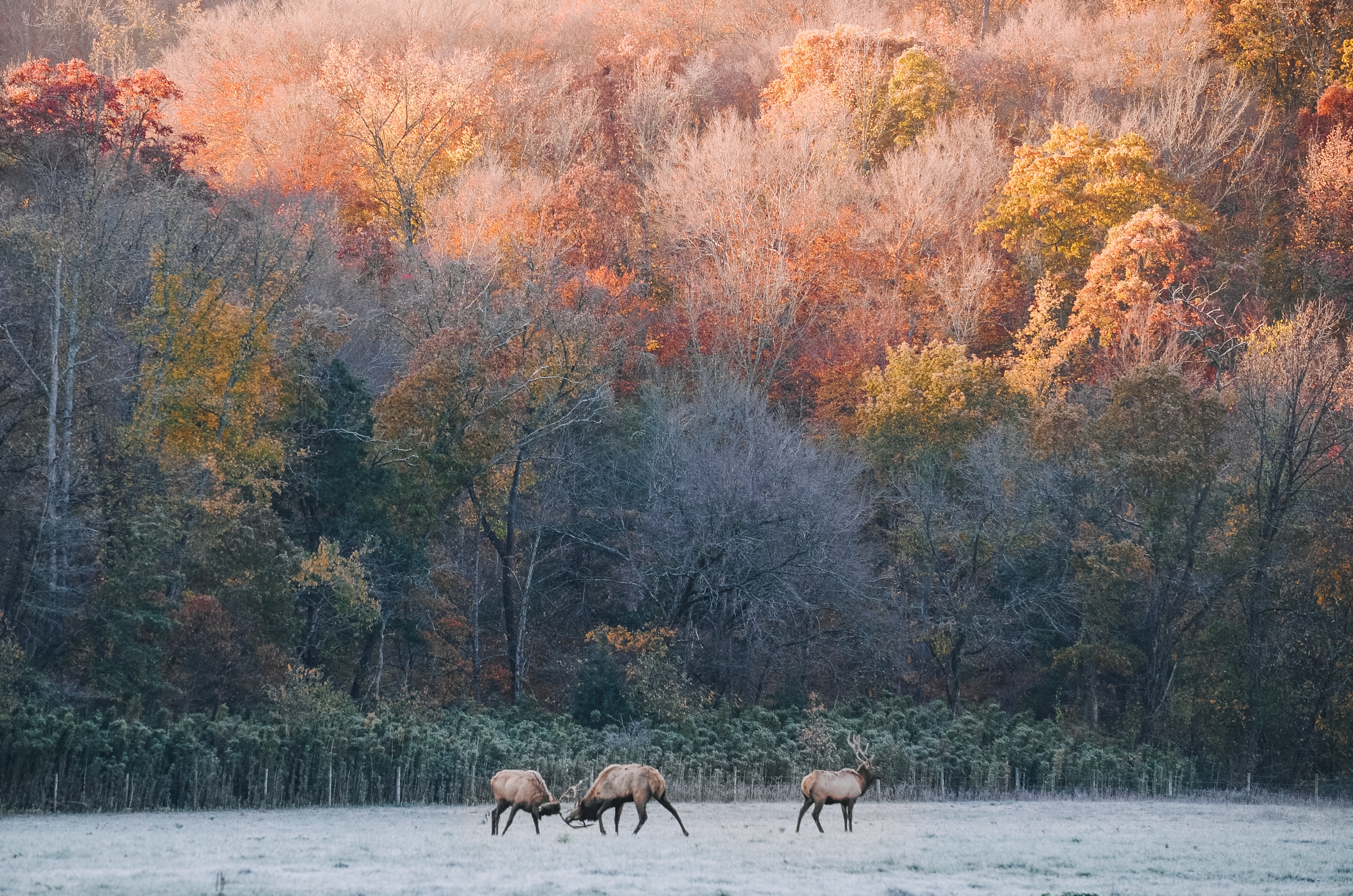 Elk in the Buffalo National River wilderness in the fall