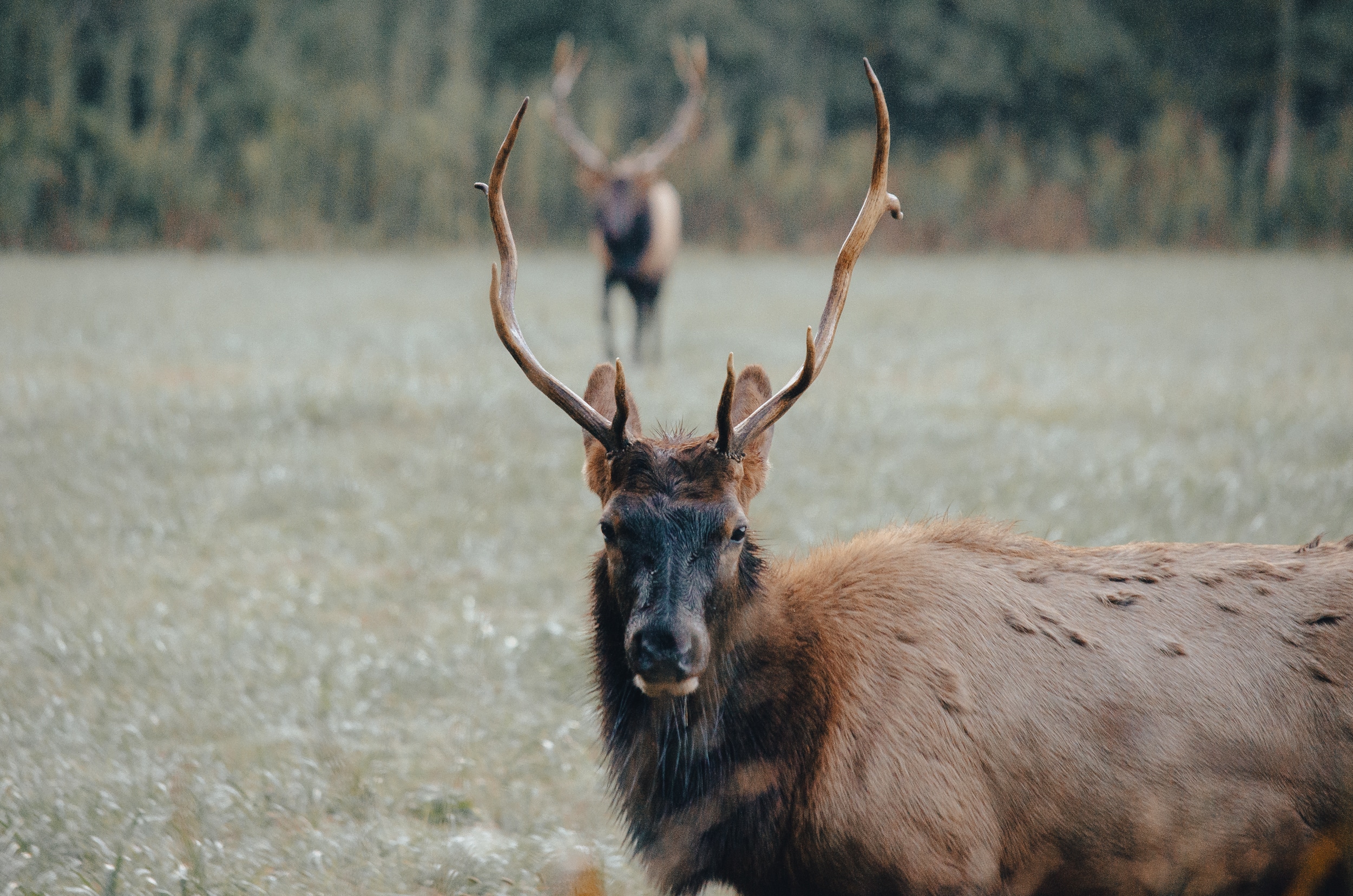Boxley Valley Elk Watching