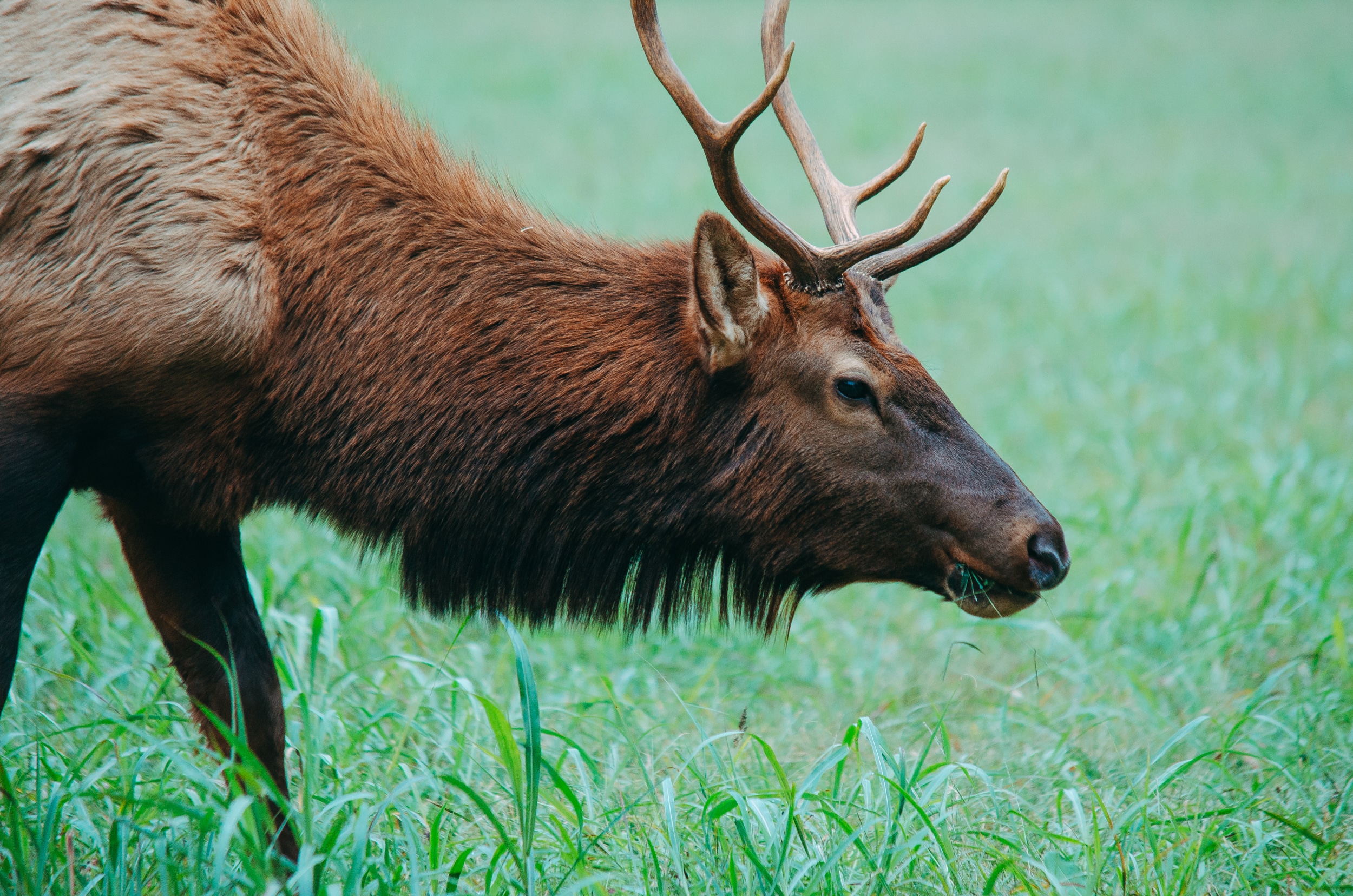 Rocky Mountain Elk spotted in Ponca, Arkansas