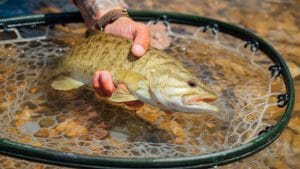 Small Mouth Bass Caught on Buffalo RIver