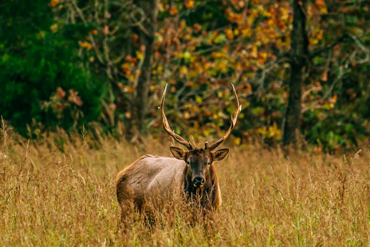 Bull elk in field during fall rut