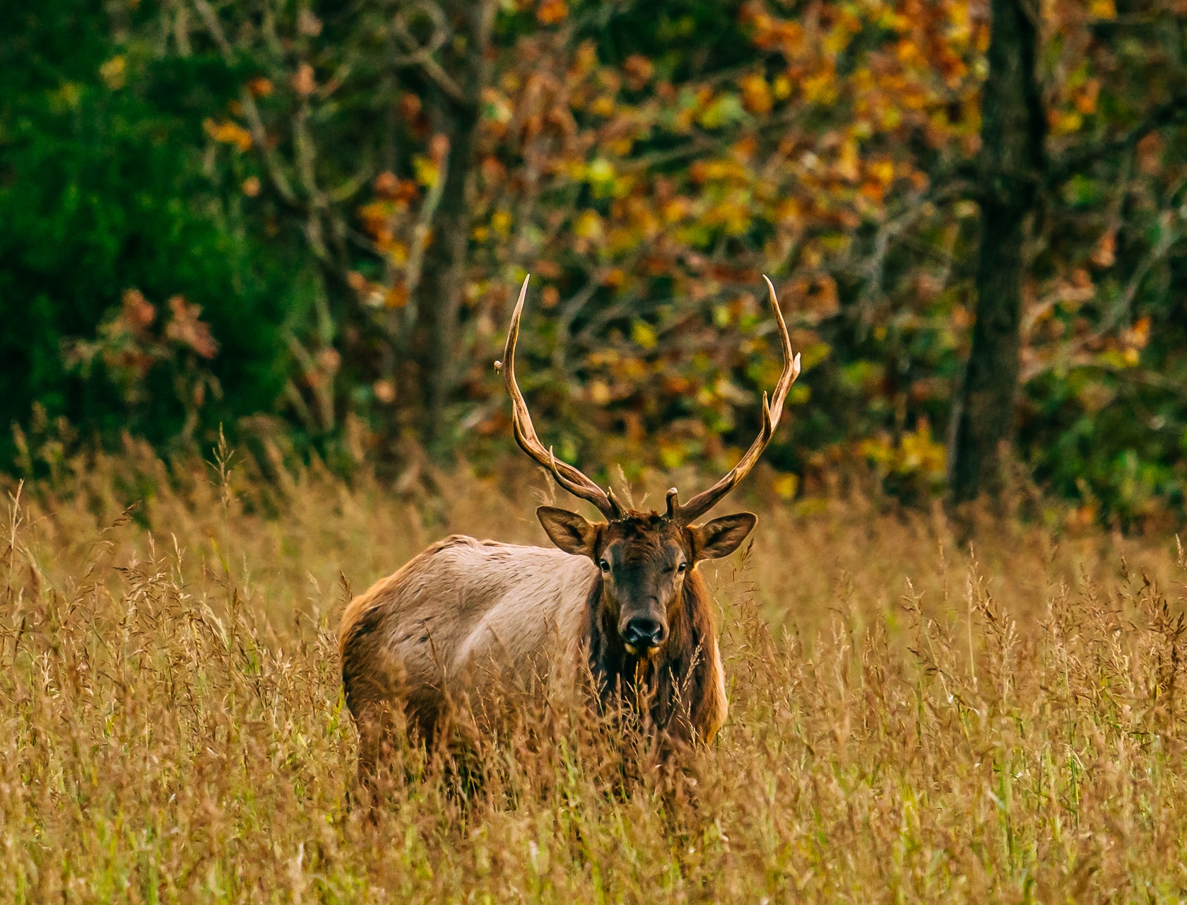 Boxley Valley Bull Elk in Autumn