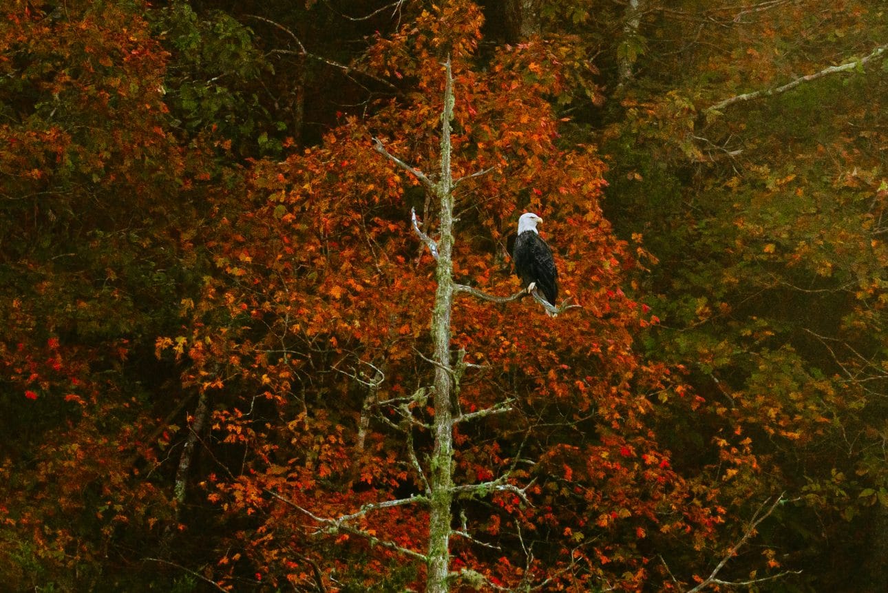 Bald Eagle surrounded by fall color in Boxley Valley