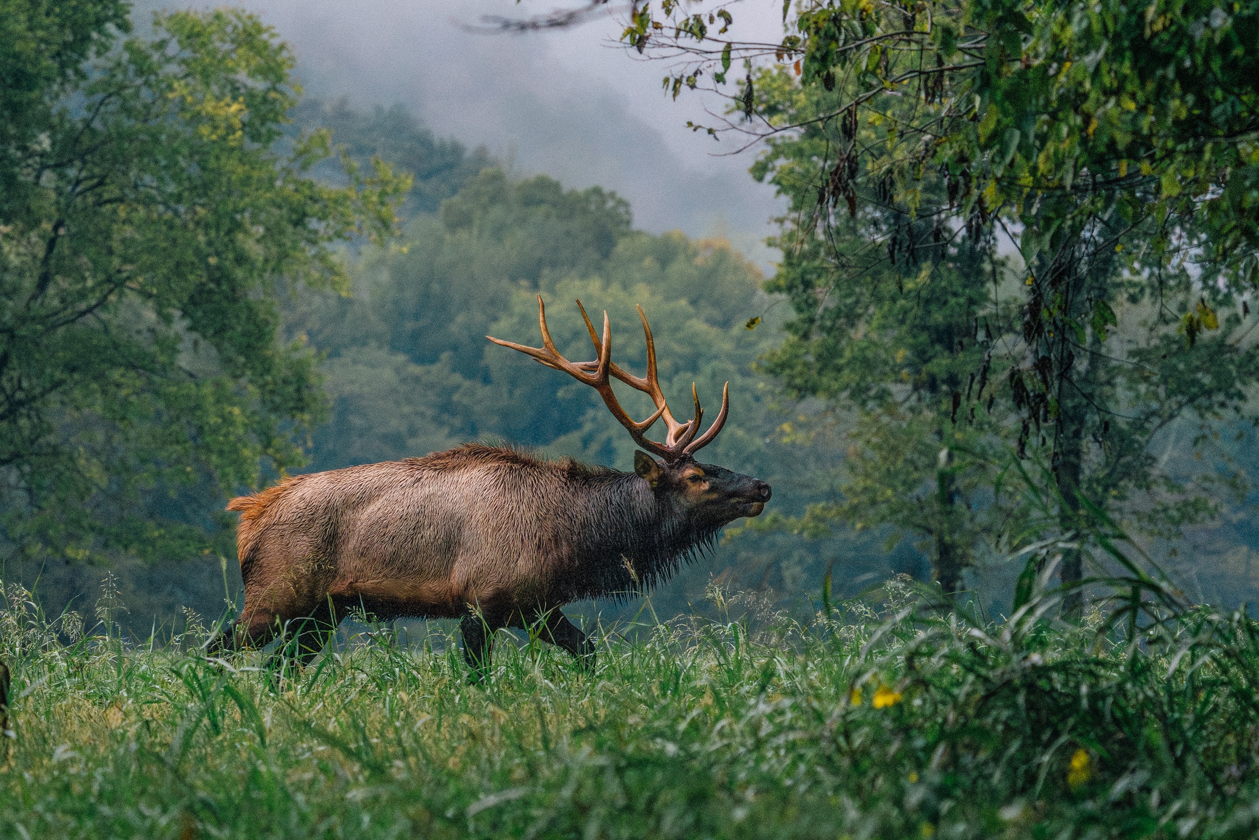 Boxley Valley Bull Elk near Ponca Access of the Buffalo National River in Arkansas.