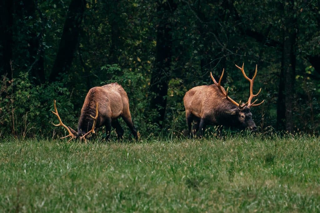Big bull elk feeding along the Buffalo River near Ponca in Arkansas.