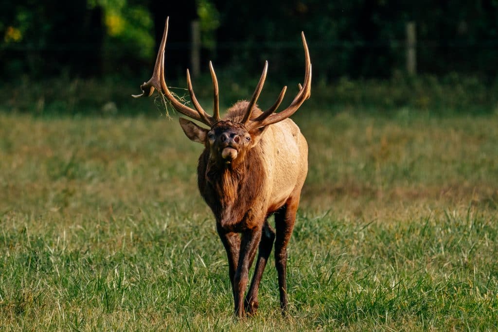 A bull elk bugling in the Ponca, Arkansas area of the Buffalo National River.