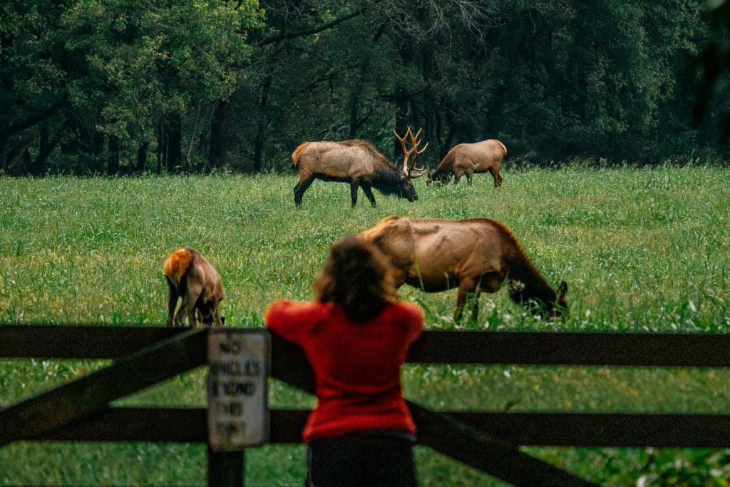A visitor to the Buffalo National River gets an up-close-and-personal look at the Ponca elk herd.